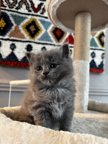 SOLD Bay girl British shorthair hair/persian