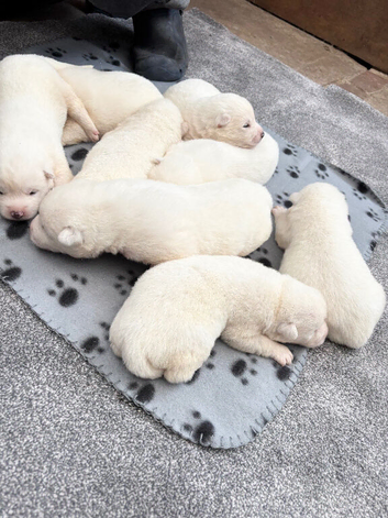 Japanese Akita Inu Puppies