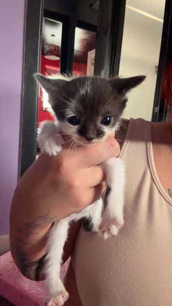 6 mixed kittens