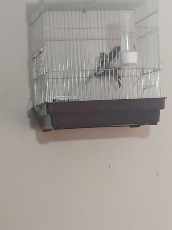 3x 2026 cock goldfinches