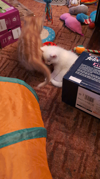 Maine coon kittens for rehoming mid june