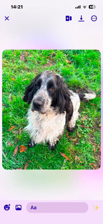 Show type spaniel girl 4 year old