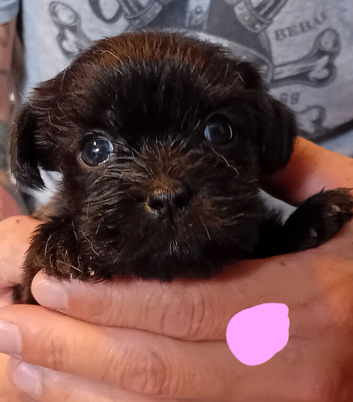 Tiniest Jackapooshih pups available