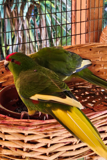 2 x Kakarikis for sale - Green with Yellow
