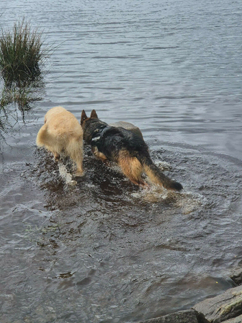 VERY SAD REHOME - MISHKA