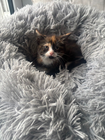 Persian cross kittens ready now