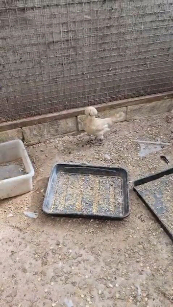 Two Sultan chicken pair
