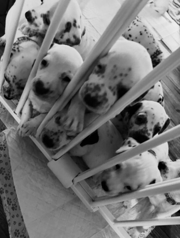 Dalmatian X
