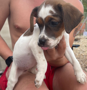 Cocker Jack Puppy