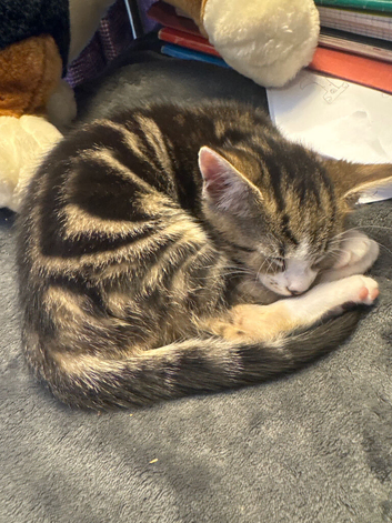 Kitten for sale