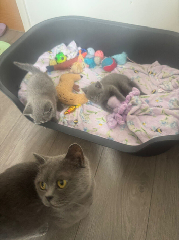 British shorthair kittens British Blues ️