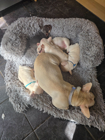 French Bulldog puppies