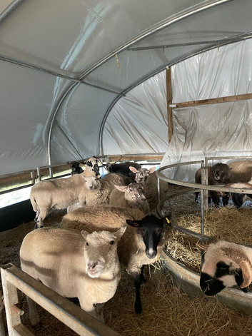 Mixed breed commercial ewes