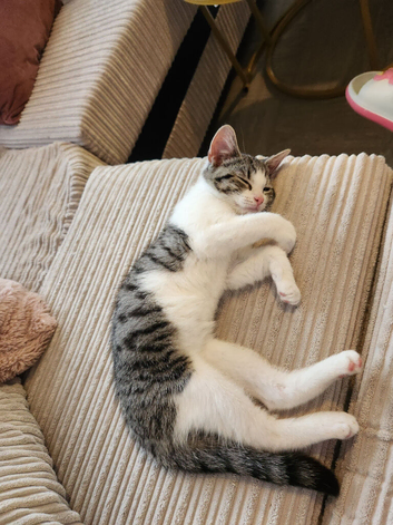 Baby kitten 10 weeks old