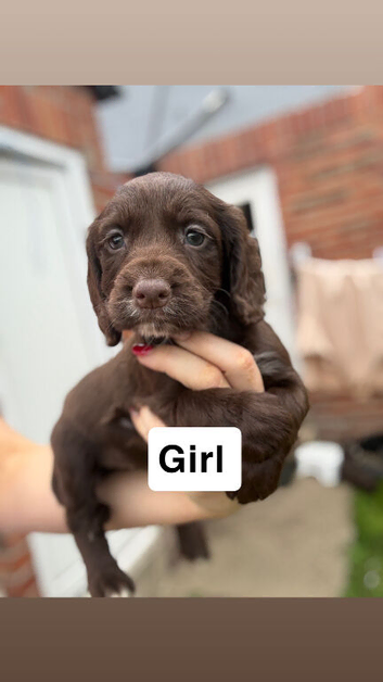 Working cocker spaniel puppy&rsquo;s