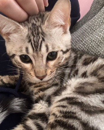 2 bengal cats