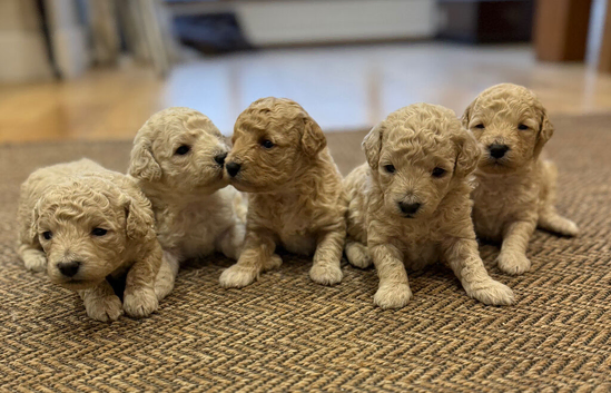 POOPOOCHONS! !