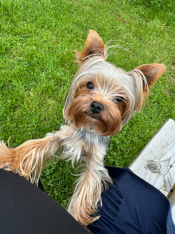 Yorkshire Terrier stud small boy 2,6 kg