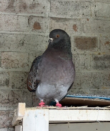 Modena Pigeon