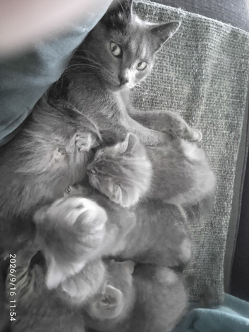 FOUR BEAUTIFUL KITTENS LOOKING FOR LOVING HOMES &ndash; &pound;50EACH
