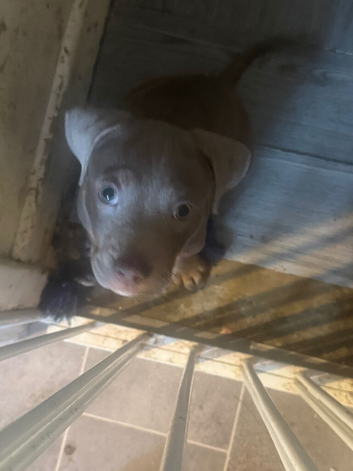 2 cute little puppies for sale