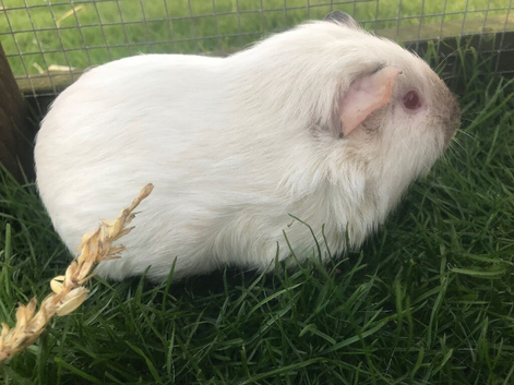 2 pretty  albino male Guinea Pigs