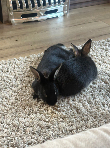 2 male rabbits