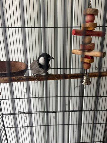 White Cheek Iraqi Bulbul