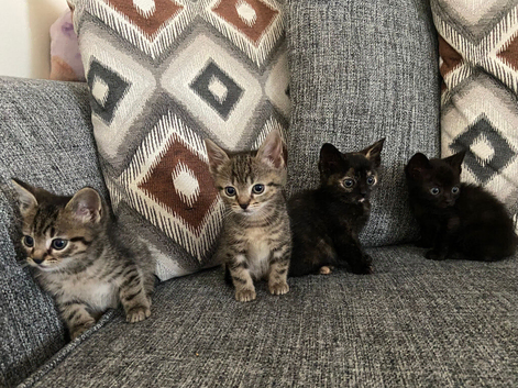 9 weeks old kittens