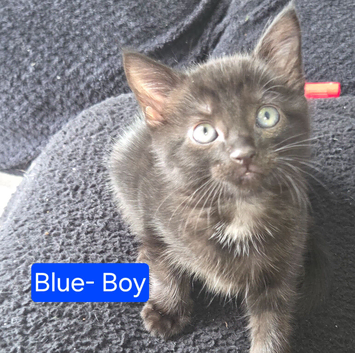 Kittens for sale