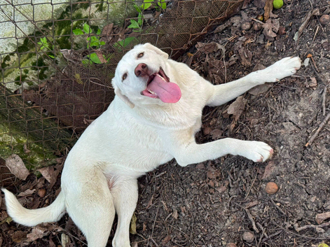 HAPPY – Living Proof That Rescue Dogs Never Stop Smiling