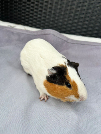 Male guinea pig