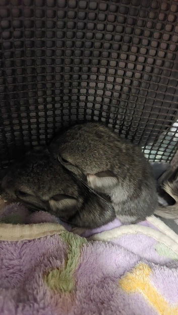 Two Bonded Female Chinchilla