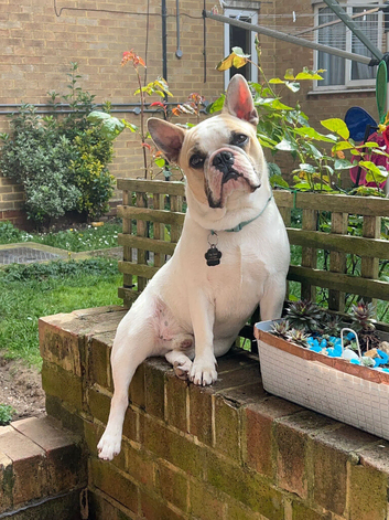 Beautiful boy, French bulldog description