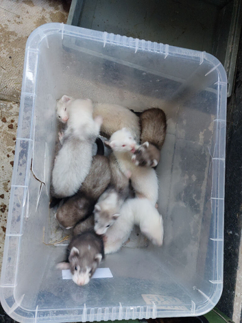 Mixed litter