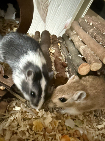 2 Female Gerbils