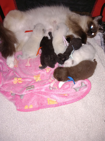 Ragdoll x BSHa