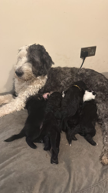 Beautiful sheepadoodle puppies