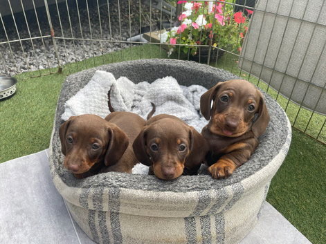 Chocolate and tan miniature dachshund