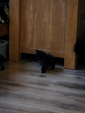Kittens