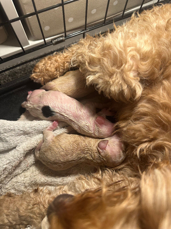 4 Stunning cockapoo puppies