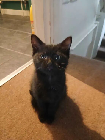 1 male kitten for sale