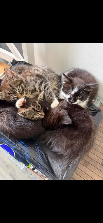 Lovely litter of kittens