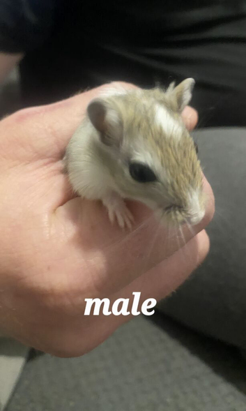 2 boys 8 weeks old gerbils