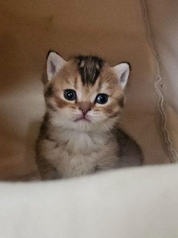 Golden shaded and spotted British shorthair