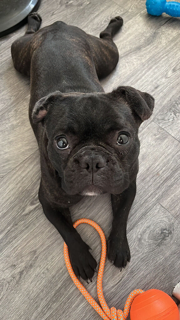 French bulldog- sable