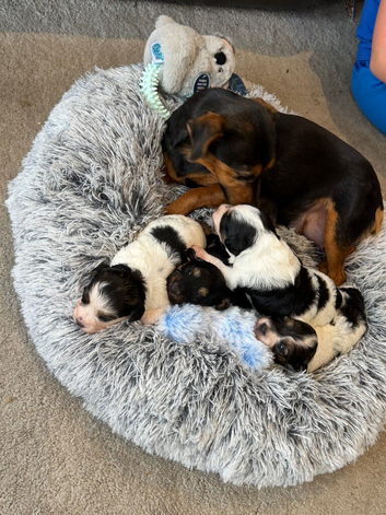 Stunning Health tested f1 jackapoo puppies