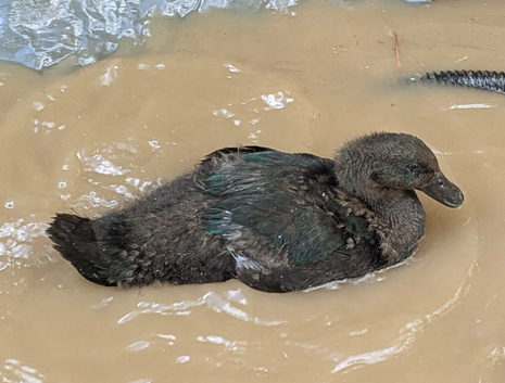 Cayuga Drake