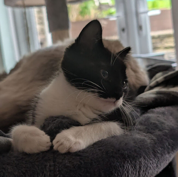 Looking for a Loving Home