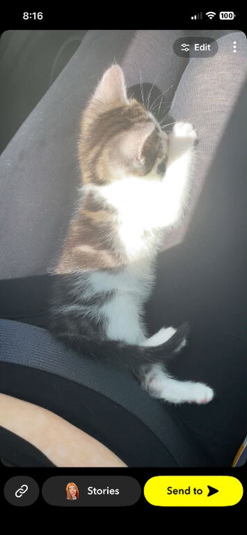 Kitten